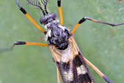 Crane fly (Gynoplistia sp) (Gynoplistia sp)